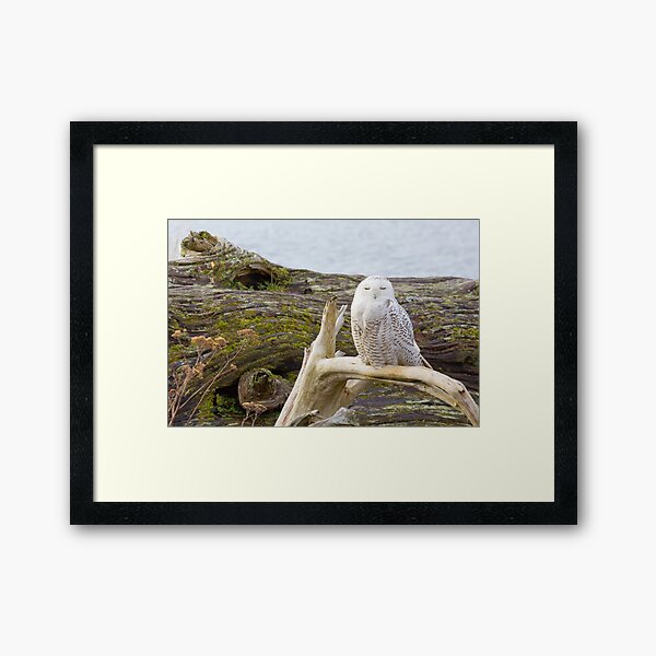Snowy Owl Squint Framed Art Print