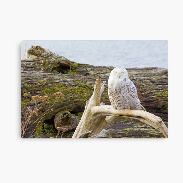 Snowy Owl Squint Canvas Print