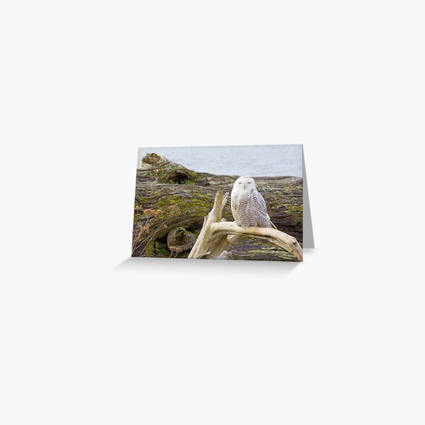 Snowy Owl Squint Greeting Card
