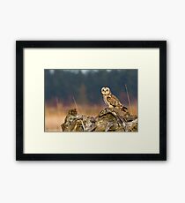 Short-eared Owl in Evening Light Framed Print