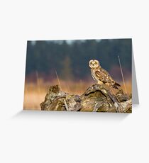 Short-eared Owl in Evening Light Greeting Card