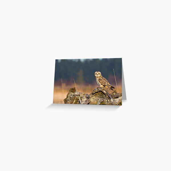 Short-eared Owl in Evening Light Greeting Card