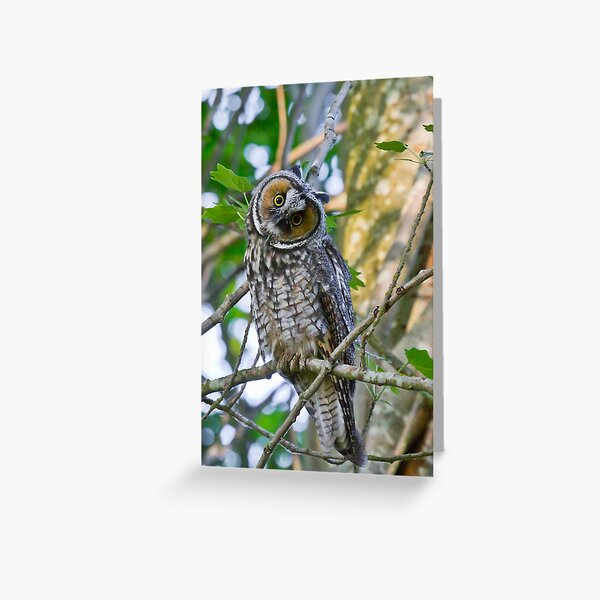Curious Juvenile Long-eared Owl Greeting Card