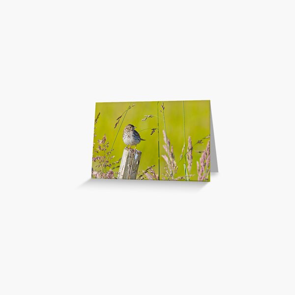 Savannah Sparrow on a Post Greeting Card