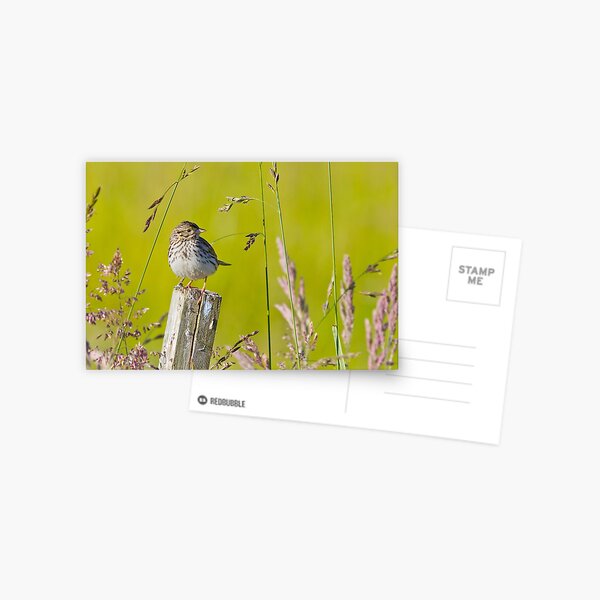 Savannah Sparrow on a Post Postcard