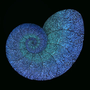 Artwork thumbnail, Shell Collection by ufin