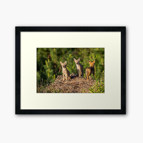 Coyote Pups Framed Art Print