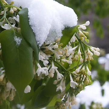 Artwork thumbnail, Spring Surprise by chstudios