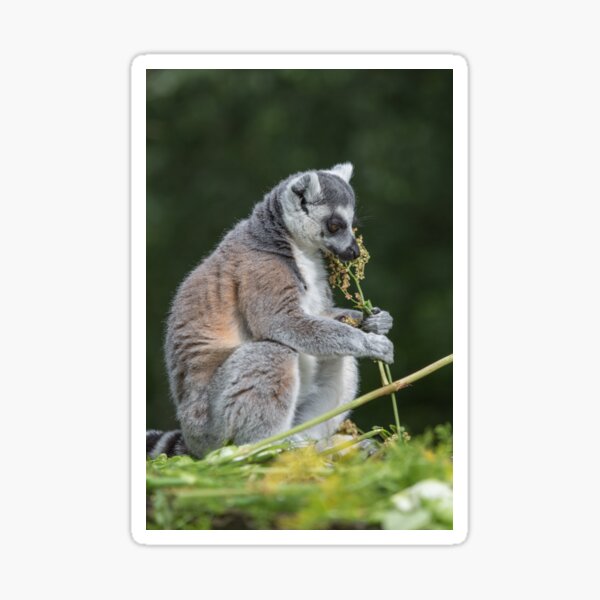 Ring-tailed Lemur Sticker