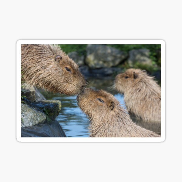 Cabybara Kisses Sticker