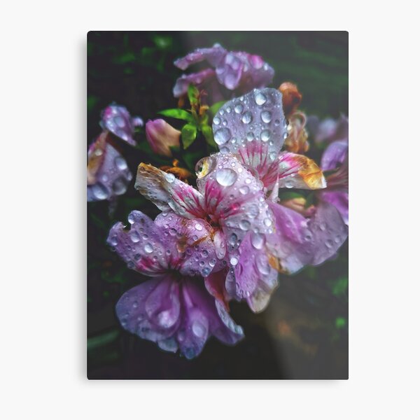 After the Rain... Metal Print