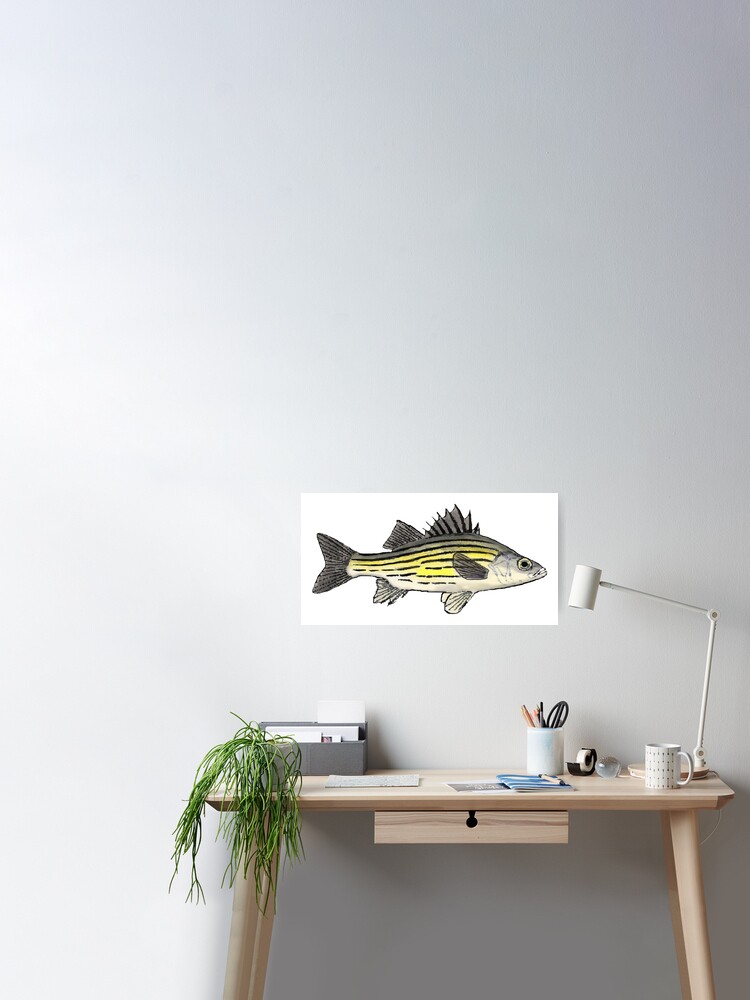 Yellow Bass Poster for Sale by fishfolkart