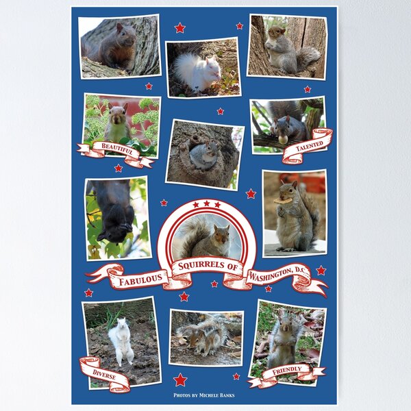 Item preview, Squirrels of Washington DC designed and sold by Artologica.
