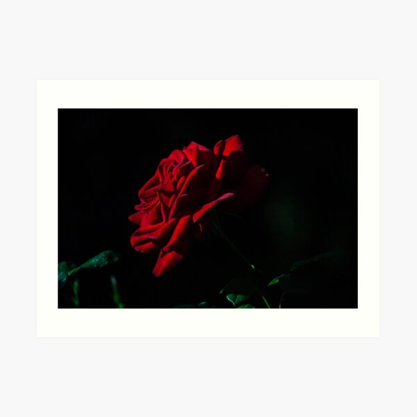 rose Art Print