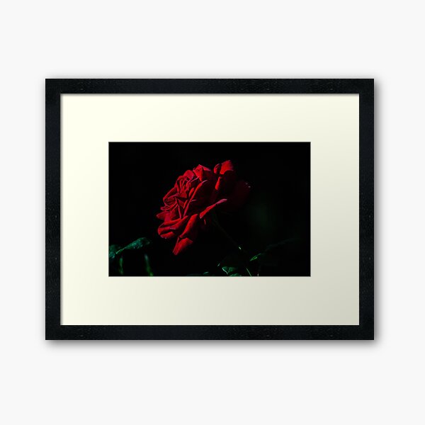 rose Framed Art Print