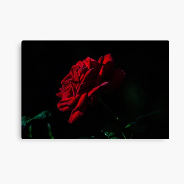 rose Canvas Print