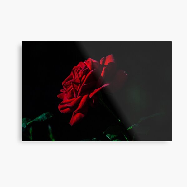 rose Metal Print