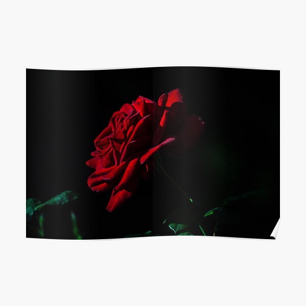 rose Poster