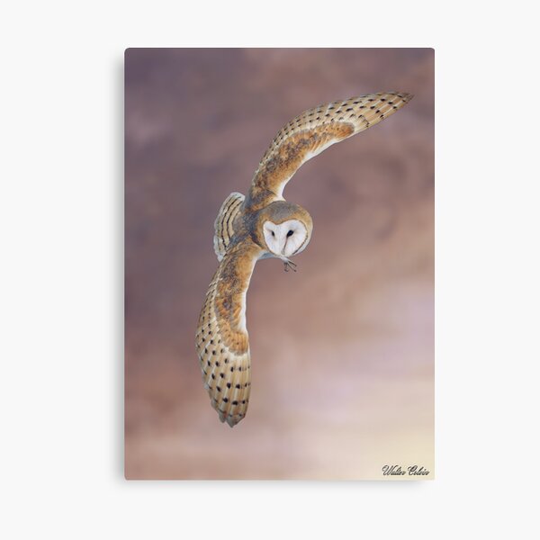 Barn owl studies  sketchbook  katebroughton