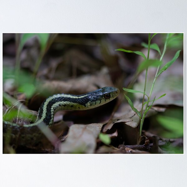 Item preview, Gardener snake designed and sold by ccorrigan1.