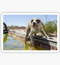 A meerkat drinks Sticker