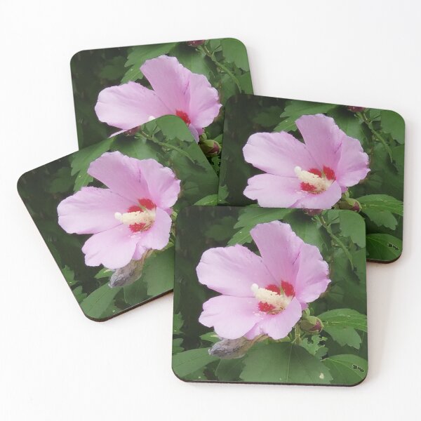 Aperçu de l'œuvre Rose Rose de Sharon créée et vendue par Huppielu.