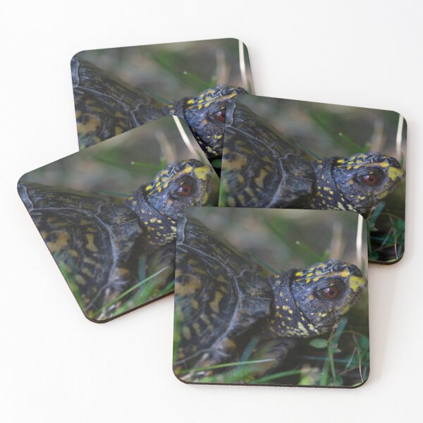 Item preview, box turtle designed and sold by ccorrigan1.