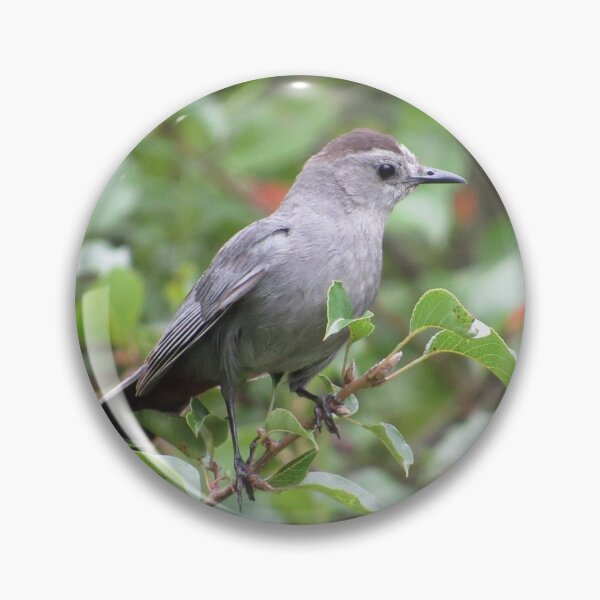 Item preview, Gray Catbird in a Tree designed and sold by StormFroggo.