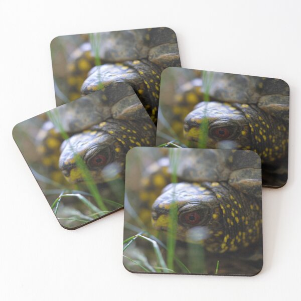 Item preview, box turtle designed and sold by ccorrigan1.