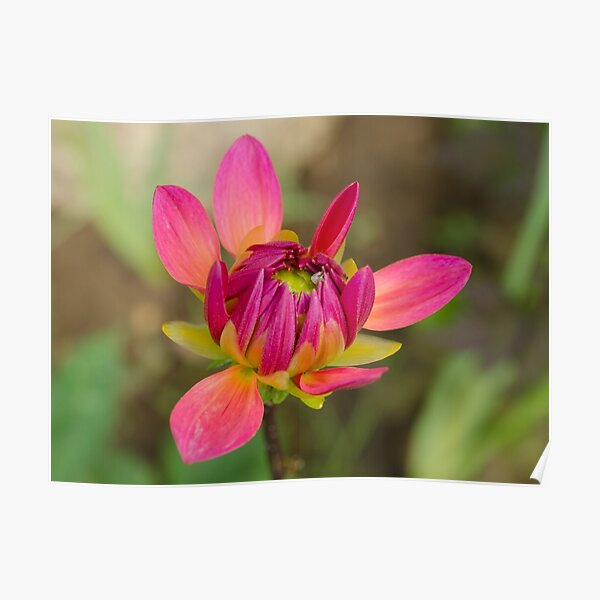 Dahlia: New Beginnings Poster