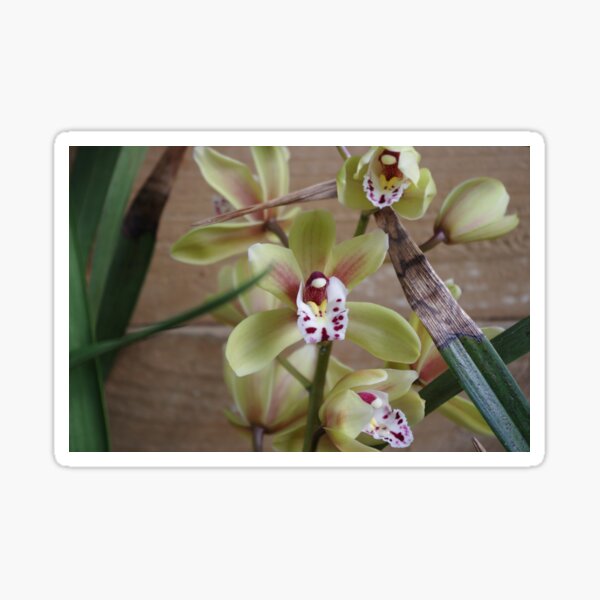 Mum's Orchid Sticker