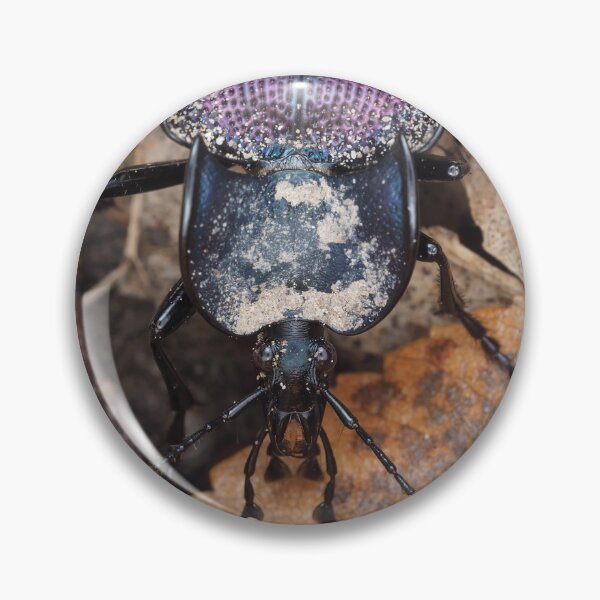 Item preview, Iridescent ground beetle, possibly Scaphinotus sp. designed and sold by SDym Photography.