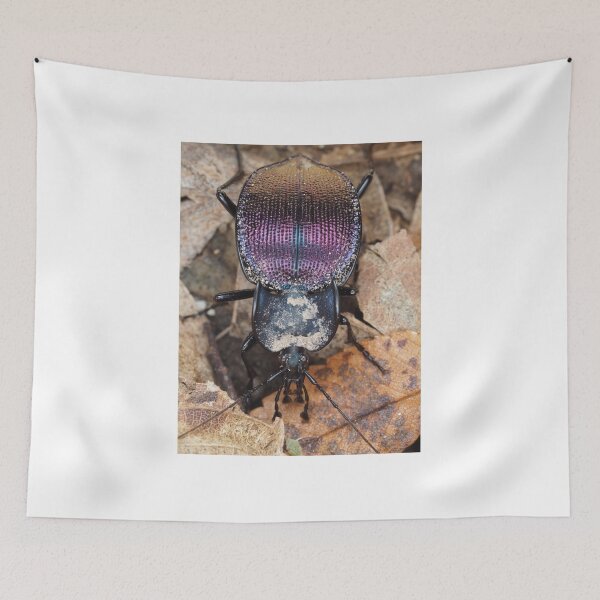 Item preview, Iridescent ground beetle, possibly Scaphinotus sp. designed and sold by SDym Photography.