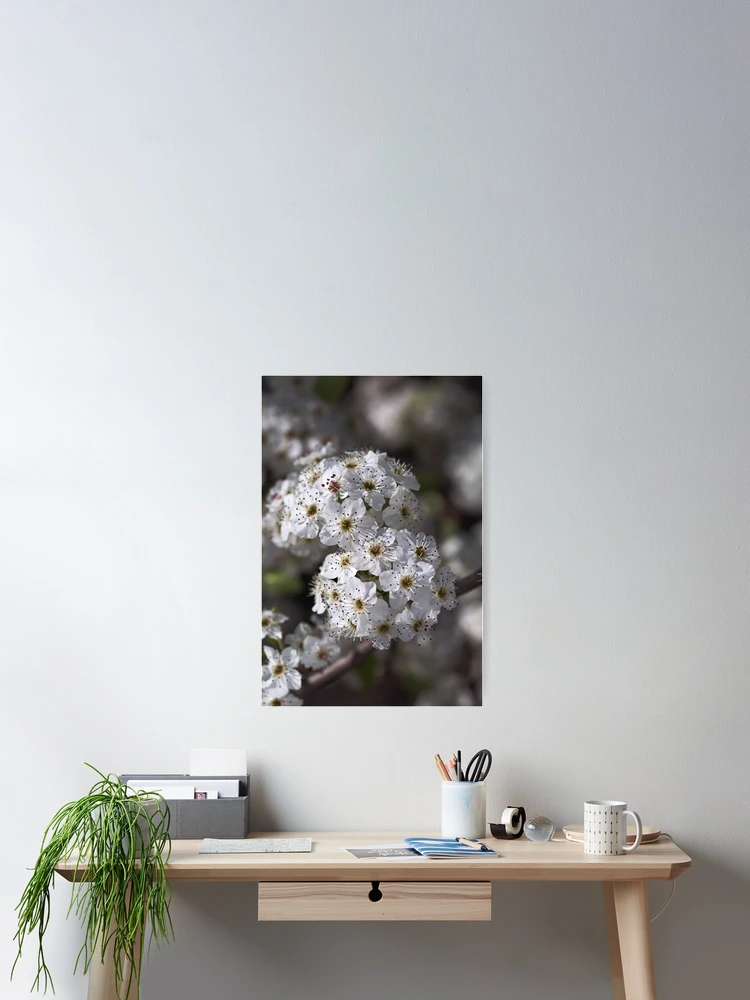 Thumbnail 2 of 3, Poster, Displaying Spring designed and sold by Joy Watson - Natural Light Photography .