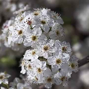 Artwork thumbnail, Displaying Spring by Joy Watson - Natural Light Photography 