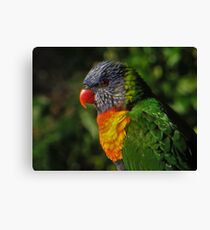Rainbow lorikeet Canvas Print