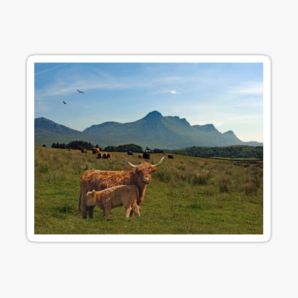 Item preview, Ben Loyal with Highland Cattle and Golden Eagles designed and sold by sandysshoots.