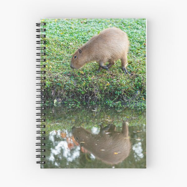 Item preview, Capybara munching the grass designed and sold by Dalyndigital Photography.