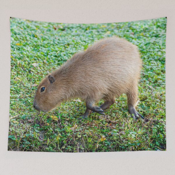 Item preview, Capybara munching the grass designed and sold by Dalyndigital Photography.