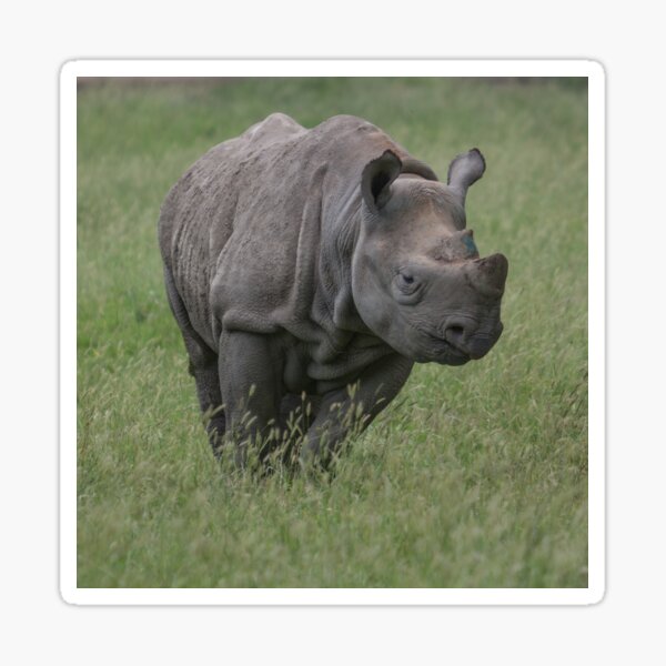 Black Rhino Sticker