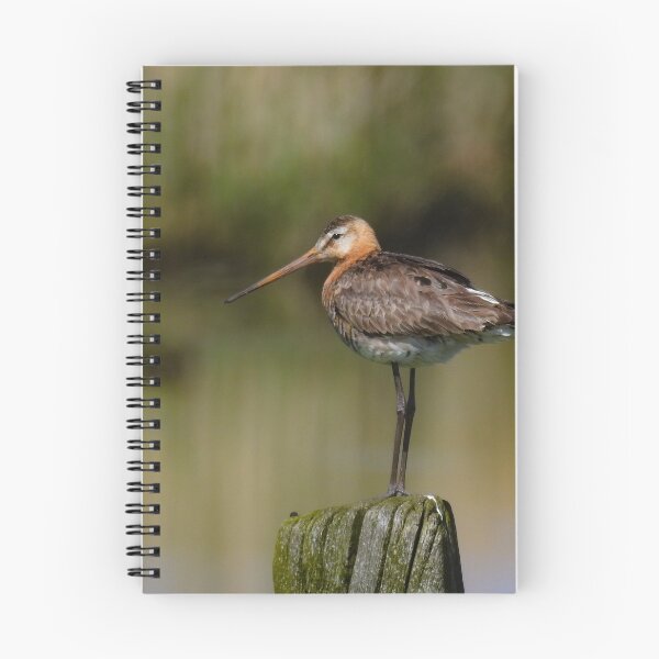 Item preview, Black tailed godwit designed and sold by Anita van Gendt.