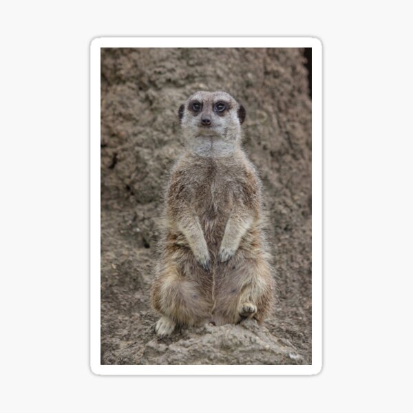 Meerkat Sticker