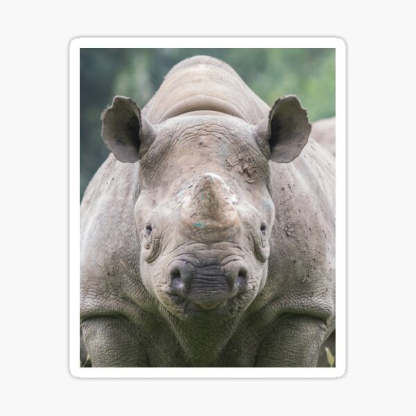 Black Rhino Sticker