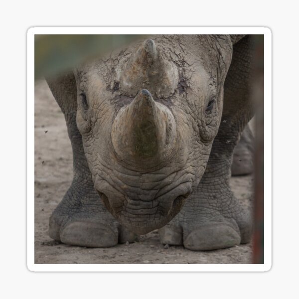 Item preview, Rhino designed and sold by Conservation Art Emporium.
