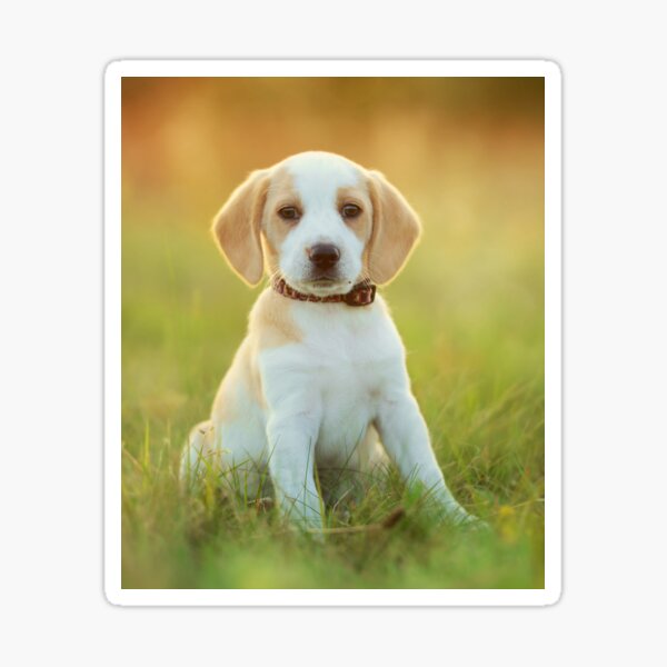 Item preview, Cute Beagle Puppy designed and sold by cgroenewald.