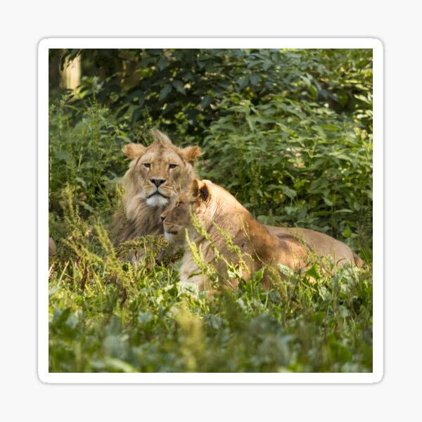Item preview, Young male lion & lioness designed and sold by Conservation Art Emporium.