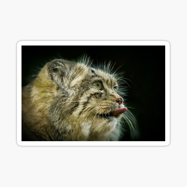Pallas Cat Sticker