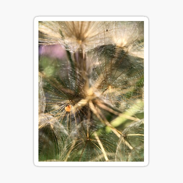 Mystery seedhead Sticker