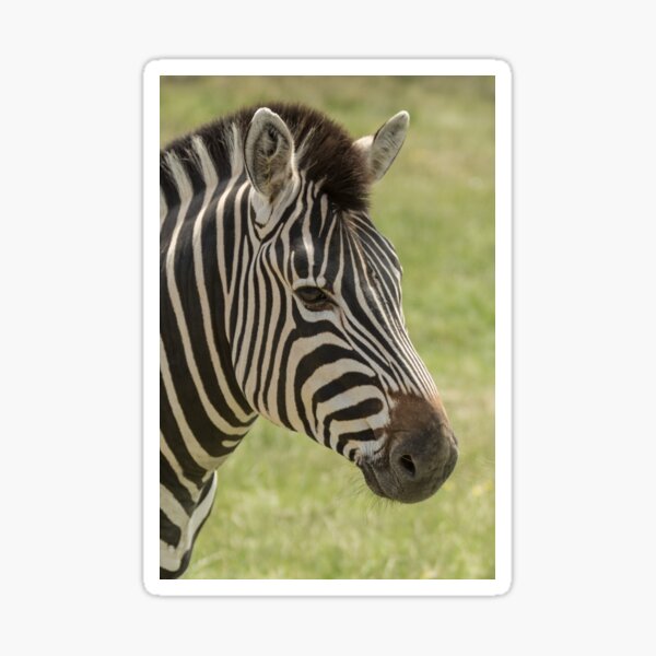 Zebra Sticker
