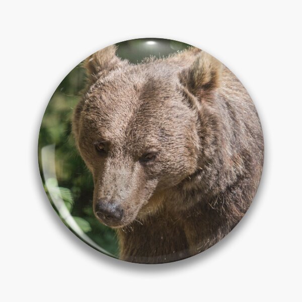 Item preview, Brown Bear designed and sold by Conservation Art Emporium.